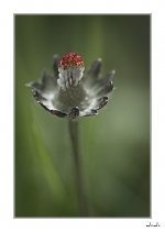 Couronne-florale