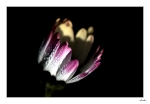 Couronne-florale2