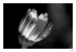 Couronne-florale3
