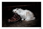 Cuir-et-poils-2