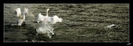 Cygne1