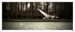 Cygnes1