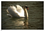 Cygnes3