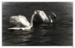 Cygnes4