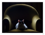 Dans-le-boudoir2
