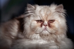 Dinky-cat
