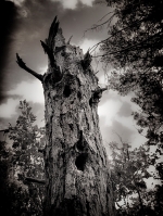 Ent600