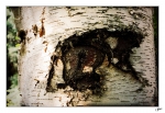 Eye-in-the-birch