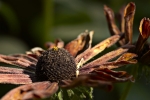 Fleur-07-08-04-1