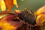 Fleur-07-08-04-2