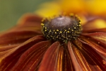 Fleur-07-08-04-3