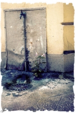 Fleur-de-bitume
