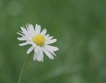 Fleur