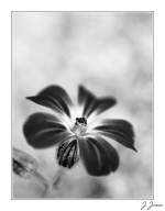 Fleurette