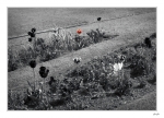 Garden-stripes2