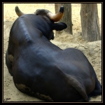 Gaur