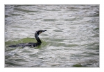 Grand-cormoran01