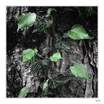 Green-spirit