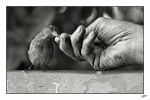 Homme-et-moineau-1