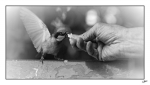 Homme-et-moineau-4