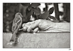 Homme-et-moineau-5