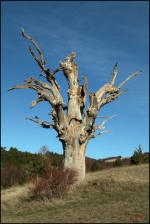 L\'arbre-mort-2