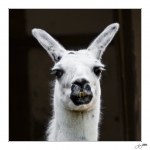 Lama1