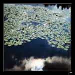 Le-lac-du-Merle-1