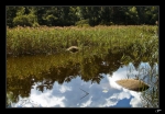 Le-lac-du-Merle-3