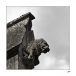 Le-lion-fleuri2