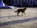 Le-promeneur-du-champ-de-Ma