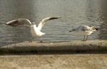 Learning-to-fly