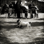 Lomochien