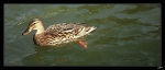 Madame-Colvert