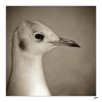 Mademoiselle-mouette2
