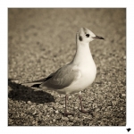 Mademoiselle-mouette3