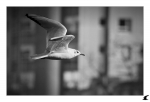 Mademoiselle-mouette4