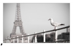 Mademoiselle-mouette5