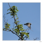 Mesange-bleue1