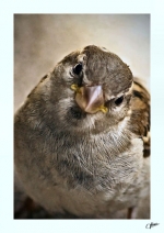 Moineau-portrait