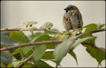 Moineau