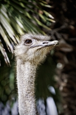 Mon-truc-en-plumes2