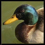 Monsieur-Colvert