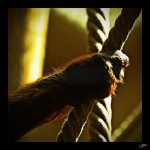 Orang-outan