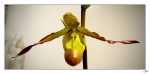 Orchide070420