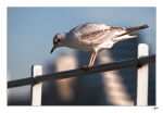 P...c\'est-haut