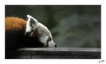 PEtit-panda1