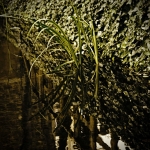 Petit-jardin