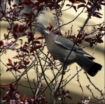 Pigeon-1