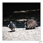 Pigeon-lapin